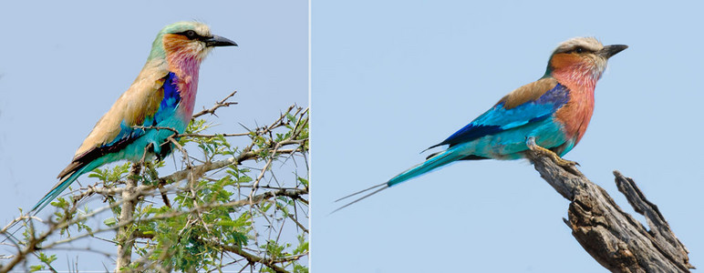 Lilacbreasted Roller