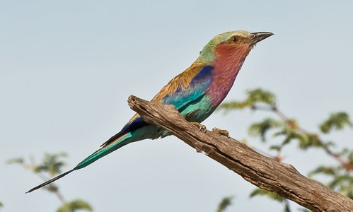 Lilacbreasted Roller