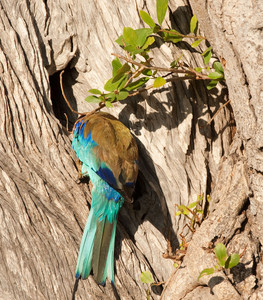 Lilac Breasted Roller