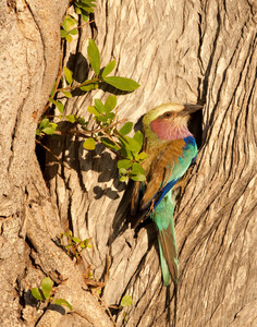 Lilac Breasted Roller