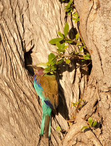 Lilac Breasted Roller