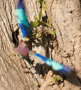 Lilac Breasted Roller