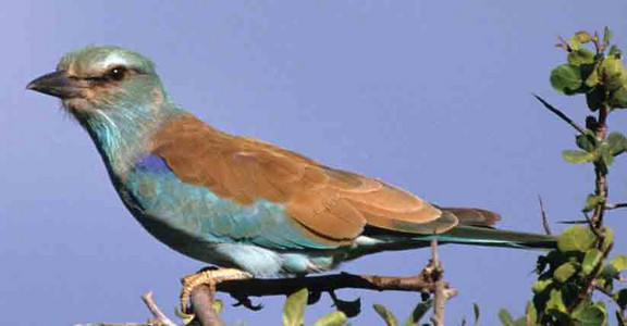 European Roller