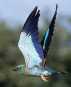 European Roller