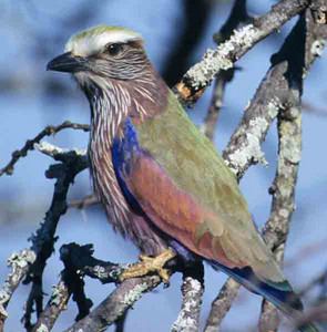 Purple Roller