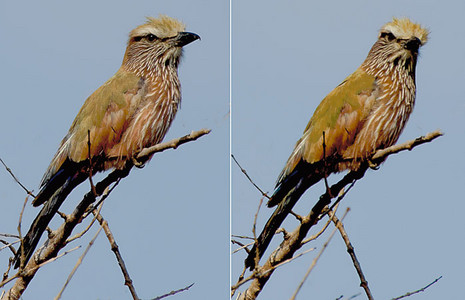 Purple Roller