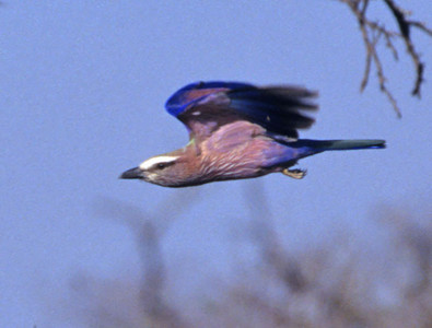 Purple Roller