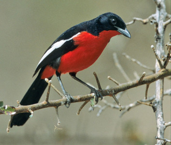 Carminebreasted Shrike