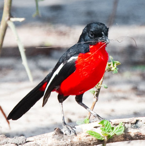 Carminebreasted Shrike