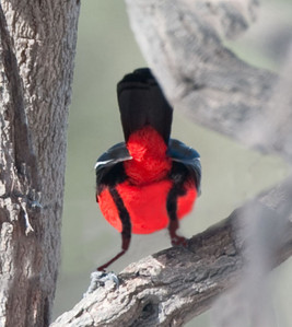 Carminebreasted Shrike