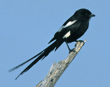 Longtailed Shrike