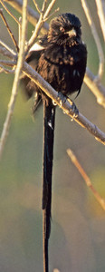 Longtailed Shrike