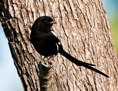 Longtailed Shrike