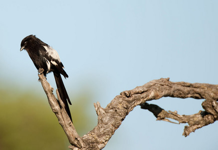 Longtailed Shrike