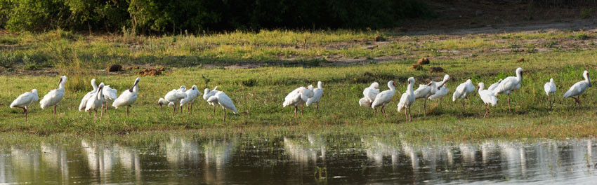 African Spoonbills