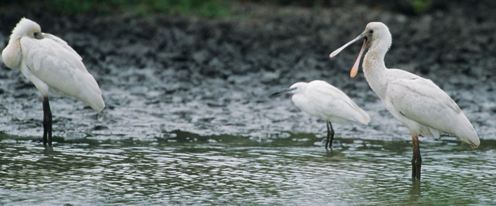 African Spoonbills