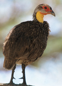 Yellowthroated Spurfowl