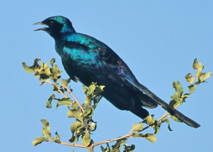 Burchell's Starling