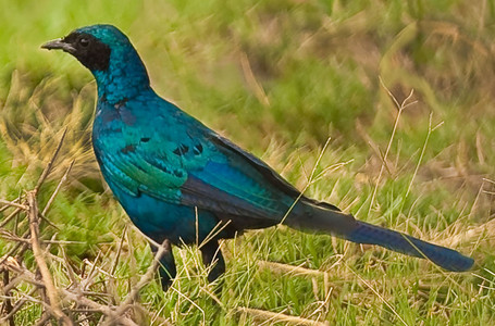 Burchell's Starling