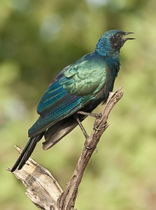 Burchell's Starling\