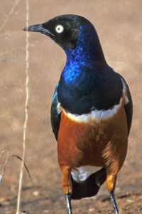 Superb Starling