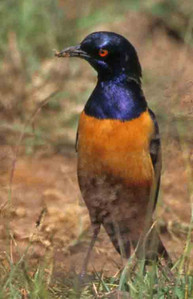 Hildebrand's Starling