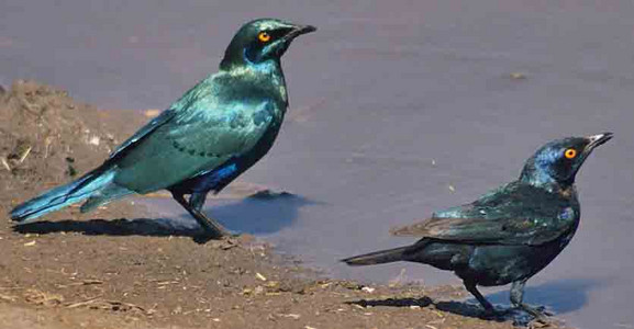 Glossy Starling