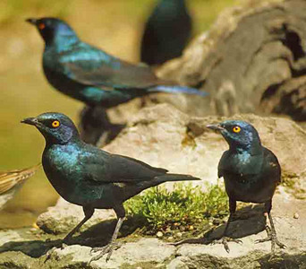 Glossy Starling