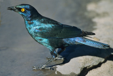 Glossy Starling