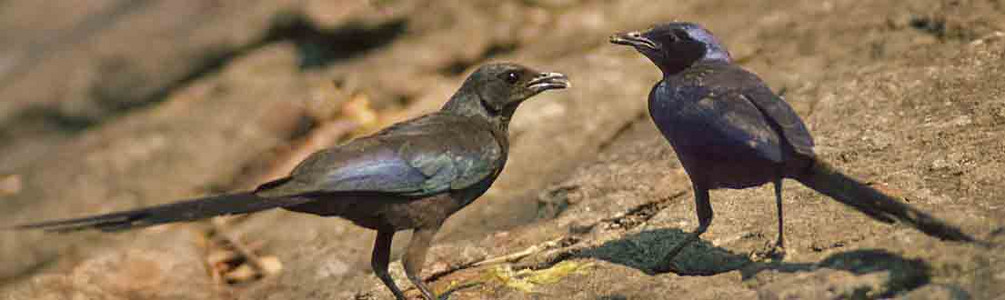 Longtailed Starling