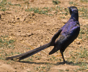 Longtailed Starling