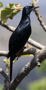 Redwinged Starling