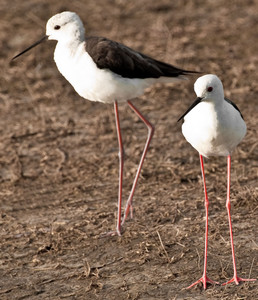 Blackwinged Stilt