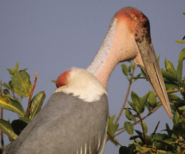 Marabou Stork