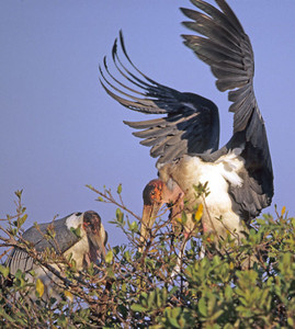 Marabou Stork