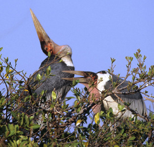 Marabou Stork