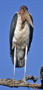 Marabou Stork in Tree