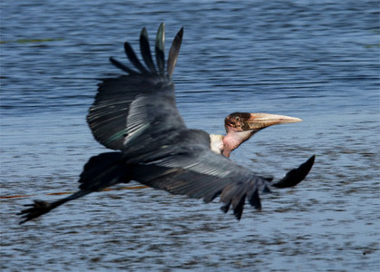 Marabou Stork