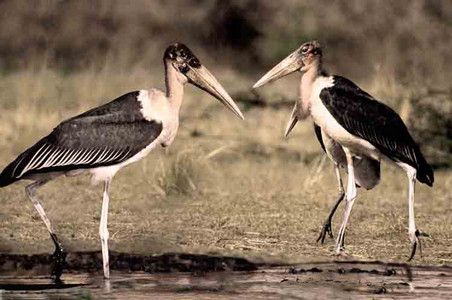 Marabou Stork