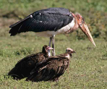 Marabou Stork with Hooded Vultures