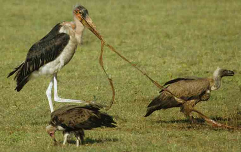 Marabou Stork with Hooded Vultures