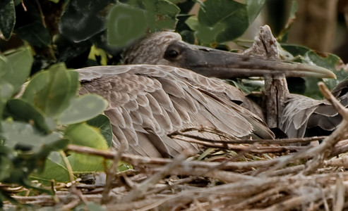 Marabou Stork