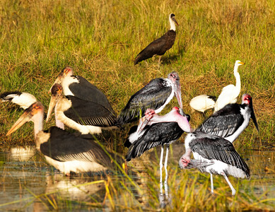 Marabou Stork