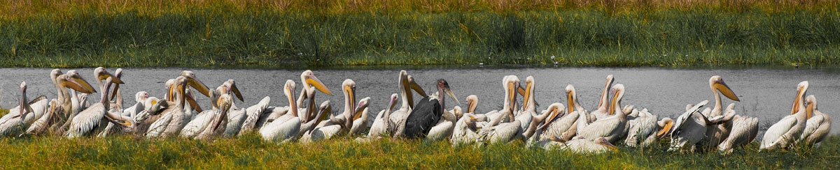 Marabou Stork