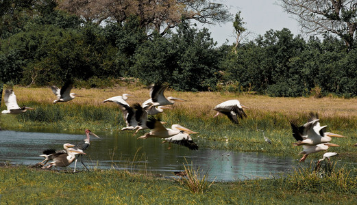 Marabou Stork