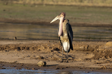 Maribou Stork