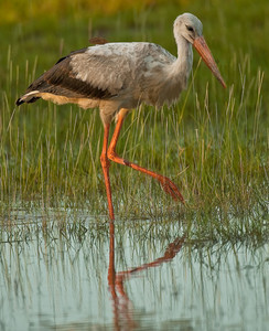 White Stork