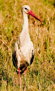 White Stork