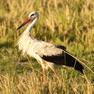 White Stork