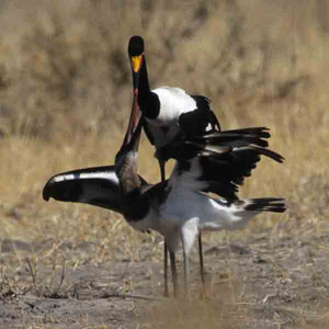 Saddlebilled Stork